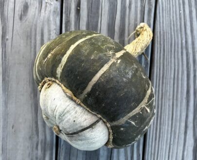 Green buttercup squash